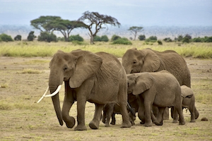 слоны на прогулке по полю 