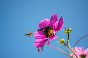 Пчела-плотник поедает цветок, в то время как приближается европейская бумажная оса.