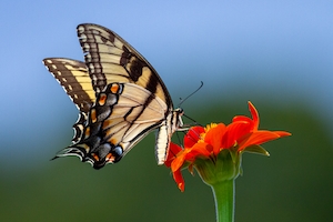 Восточная бабочка с тигровым ласточкиным хвостом, собирающая нектар с цветка циннии.