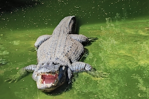 крокодил в воде раскрыл пасть, крупный план