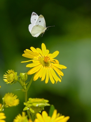 белая бабочка на желтом цветке 