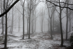 Голые деревья в снегу и тумане