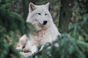 белый волк, крупный план 