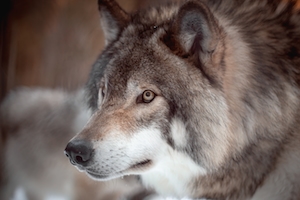 Удивительная встреча с серыми волками в разгар зимы в Канаде - Монреале. 