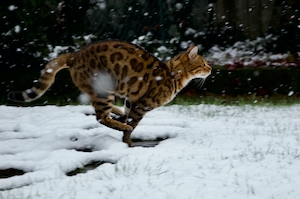большая кошка бежит по снегу 