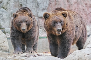 два бурых медведя у воды 
