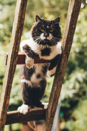 Пятнистый кот на лестнице 