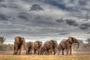 Дикие слоны в ненастный день во время сафари