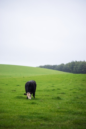 черная корова на зеленом поле 