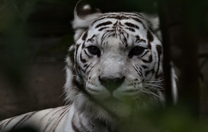 белый тигр, крупный план 