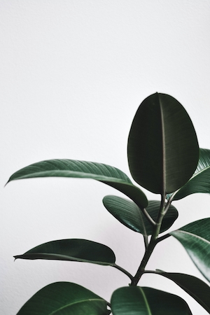Каучуковое растение на минималистичном белом фоне