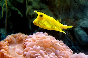 ярко-желтая рыбка над розовыми морскими растениями, вид сбоку, крупный план