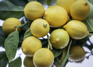 Свежесобранные лимоны из сада.