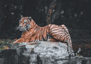 тигр лежит на камне 