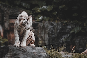 белый тигр сидит на скале 