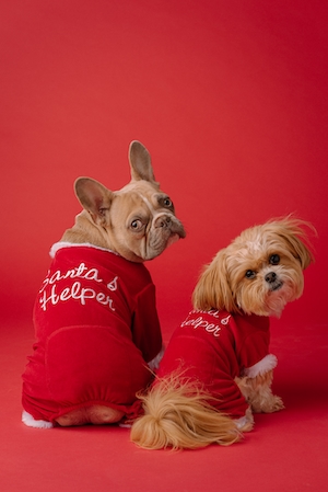 две собаки в красной одежде на красном фоне 