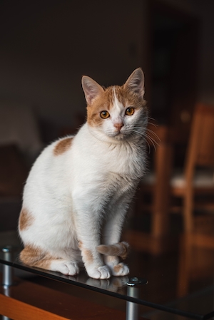 Бело-рыжий кот сидит на столе, портрет 