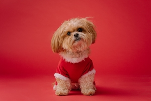 маленькая собачка в красной футболке на красном фоне 
