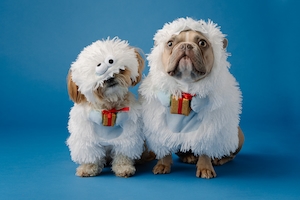 собаки в костюмах снеговиков на синем фоне 