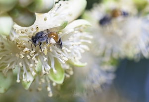 Пчелы собирают пыльцу с цветка пальмы
