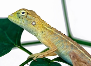 разноцветная рептилия, фото в профиль, крупный план 