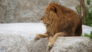 лев лежит на скале 
