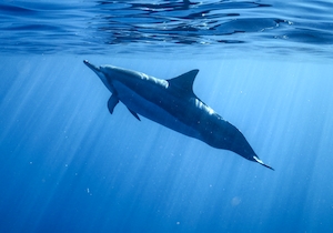 дельфин под водой, вид сбоку 