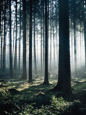 туманный лес изнутри, зеленый лес изнутри, стволы деревьев, мох, сосны, рассеянный дневной свет 