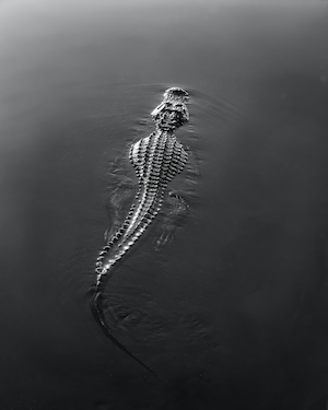 Аллигатор в воде