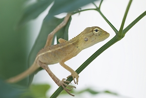 бежевая рептилия сидит на зеленой ветке 
