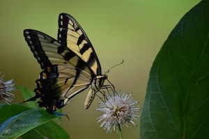 Черно-желтая бабочка на белом цветке