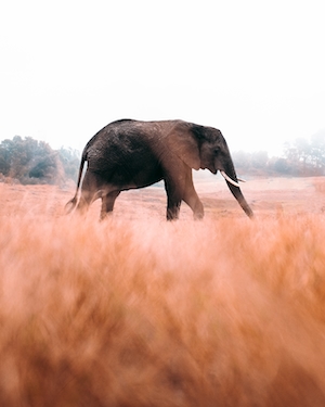 Африканский слон в поле