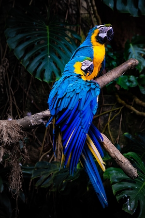 сине-желтые попугаи на ветке 