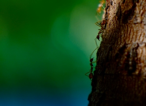 два силуэта муравьев, спускающихся по коре дерева 