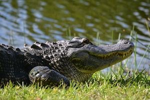 Аллигатор загорает рядом с озером на траве 