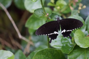 Черная бабочка с раскрытыми крыльями, крупный план 