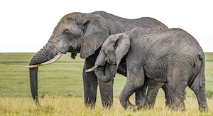 два слона на поле 