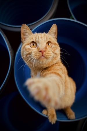 рыжий кот в голубой чашке