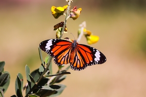 Бабочка на цветке, крупный план 