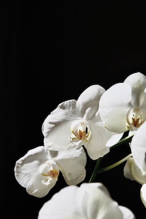 белые орхидеи на черном фоне 