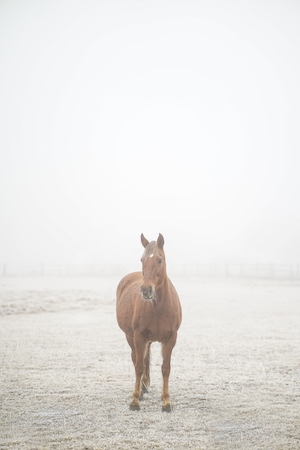 коричневый конь в белом тумане 