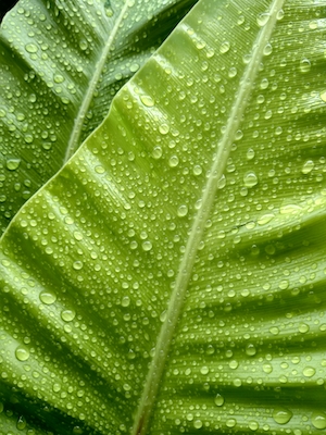 Капли росы на листьях. Текстура зеленого листа, тропический лист крупным планом 