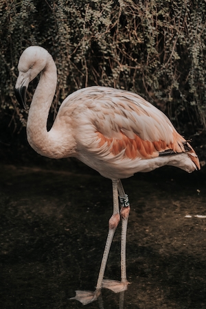 Светло-розовый фламинго 