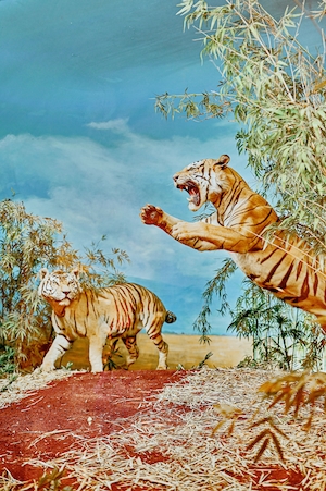 Диорама тигра в музее естественной истории