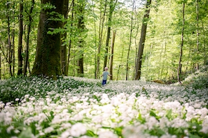 цветущие луговые цветы в лесу