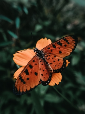 оранжевая бабочка на оранжевом цветке, крупный план 