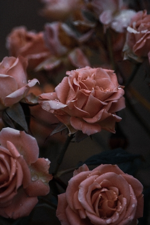Секретный розовый сад. Розовые кустовые розы, розы на кустах, цветки розовых роз 