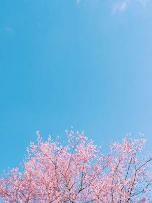 Цветущие ветки дерева сакура