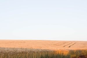 поле во время заката, панорама, колосья в поле 