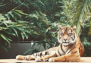 портрет лежащего тигра, крупный план 